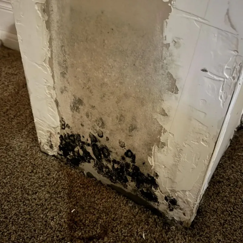 Professional Mold Removal in Little Flock, AR